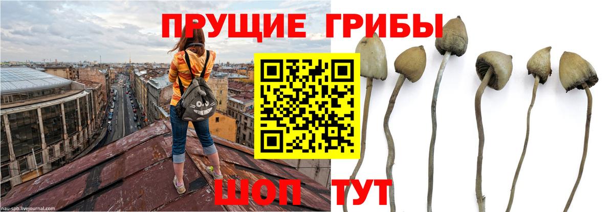 Ачхой-Мартан  Псилоцибиновые грибы прущие грибы  купить наркоту  Галлюциногенные грибы MAGIC MUSHROOMS  Вход с VPN 